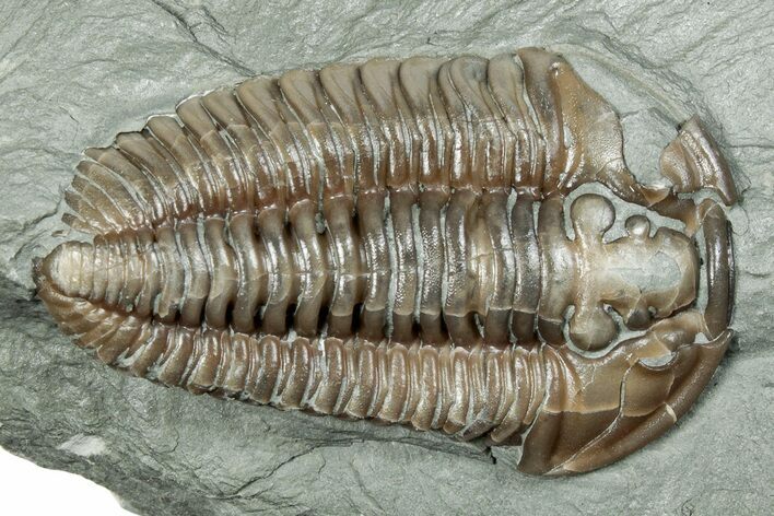 Long Prone Flexicalymene Trilobite - Mt Orab, Ohio #247422